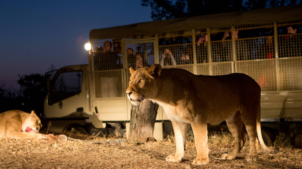 Mini Safari de 2 horas com alimentação adicional de leões em Broederstroom