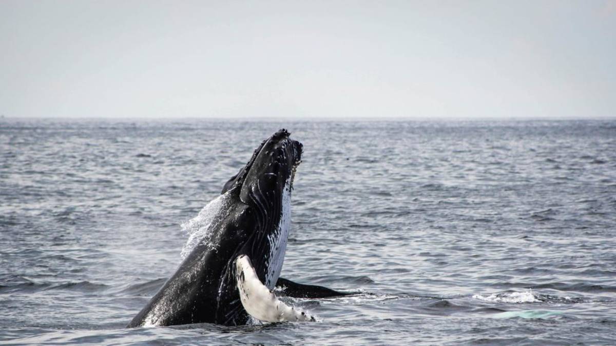 Watch Whales at Hermanus – viagem de volta da Cidade do Cabo