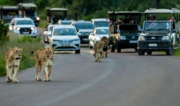 Kruger Full Day Safari