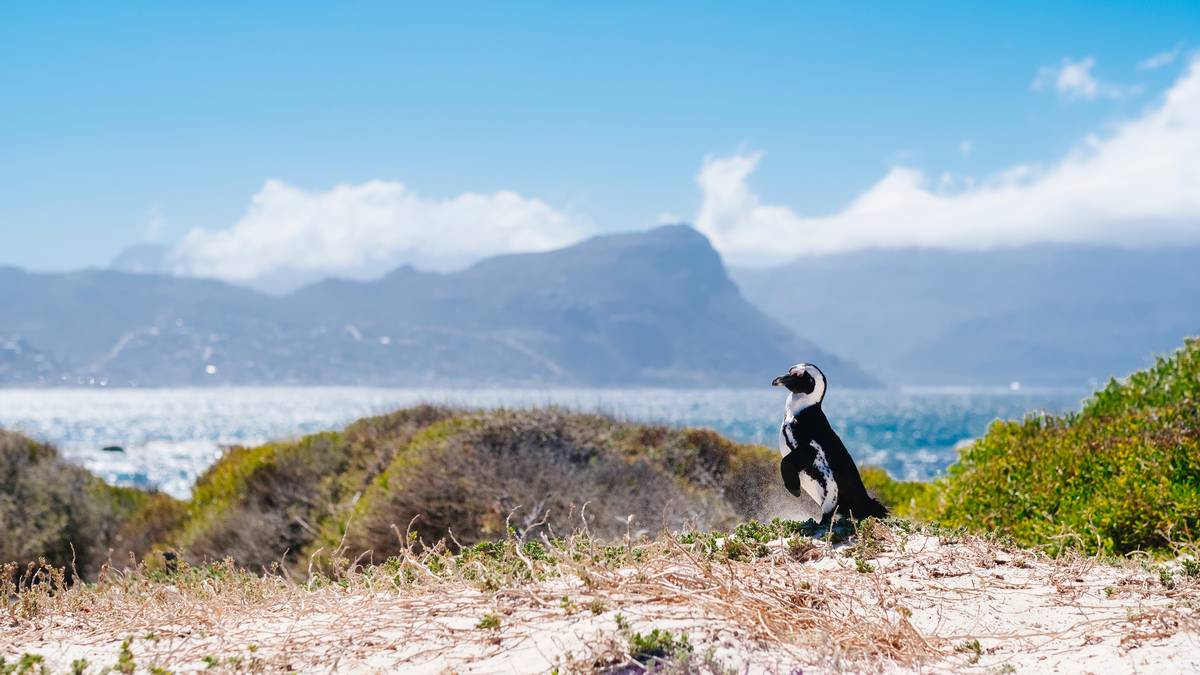 Cape Point & Winelands – Passeio 2 em 1
