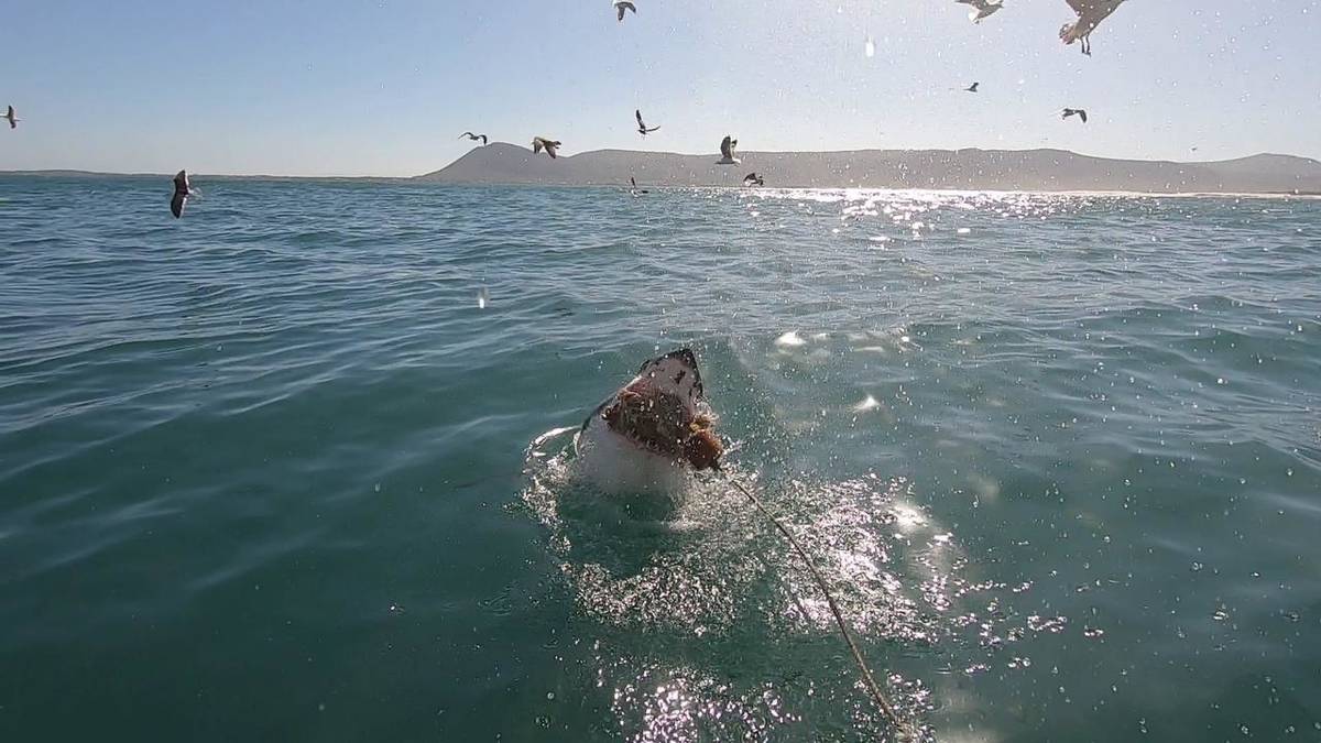 Mergulho em gaiola de tubarão na Baía de Van Dyk (traslado de ida e volta da Cidade do Cabo)